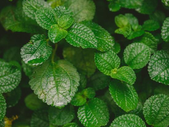 Extrait de menthe