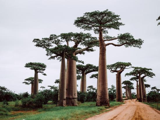 Huile de Baobab