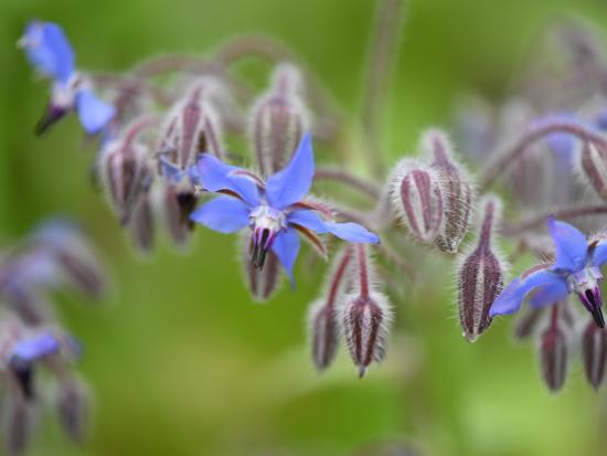 Huile de Borage 