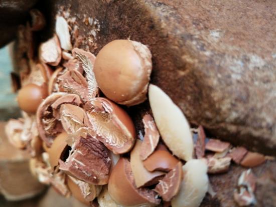 Huile d'Argan 