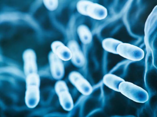 Probiotic Ferment