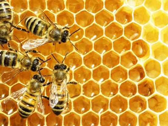 Honey