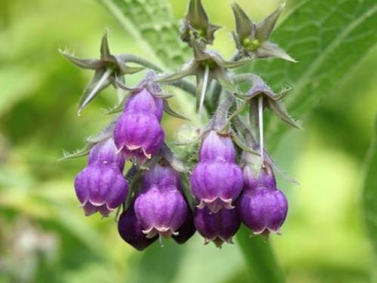 Allantoin